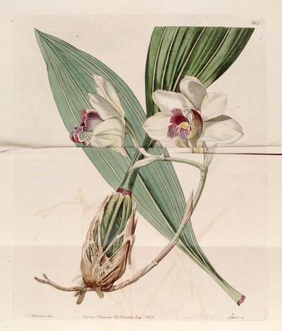 Illustration of Bifrenaria harrisoniae (as syn. Maxillaria harrisoniae) by J. C. Robertson